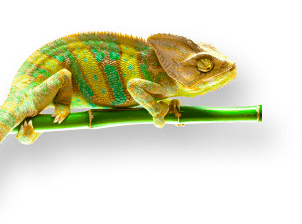 lizard