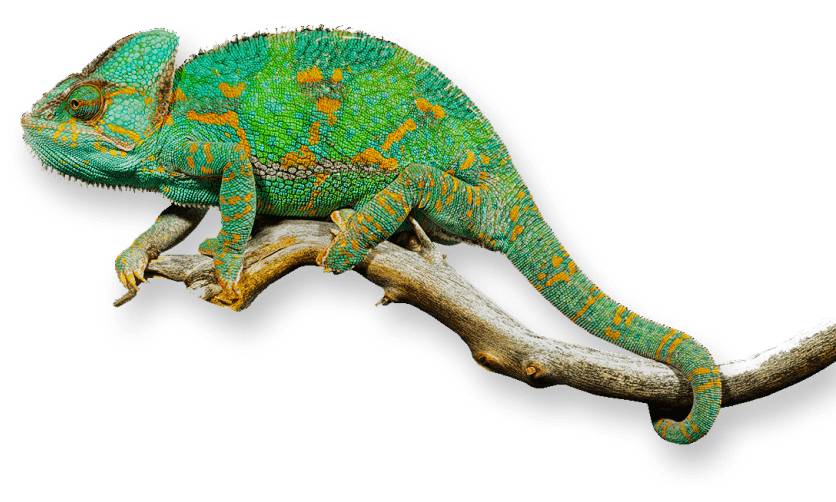 lizard